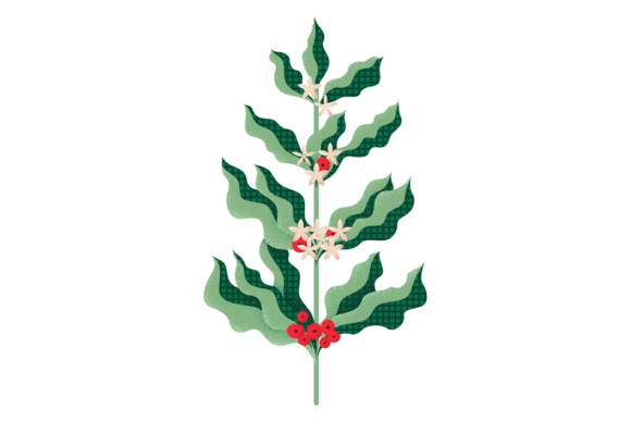 Download Coffee Plant Branch. Decorative Texture - Premium Resources